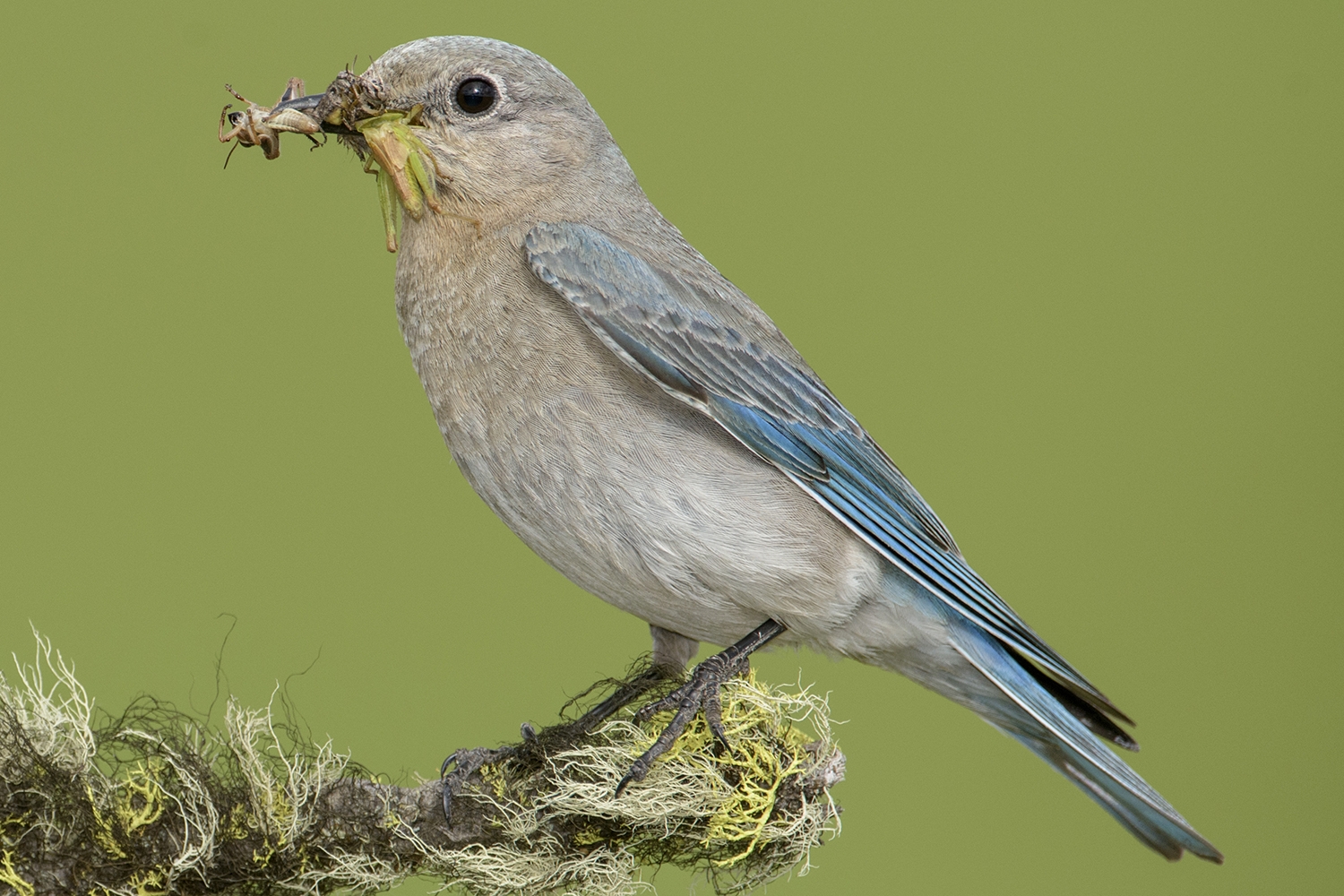 mountain bluebird (Sialia currucoides) female