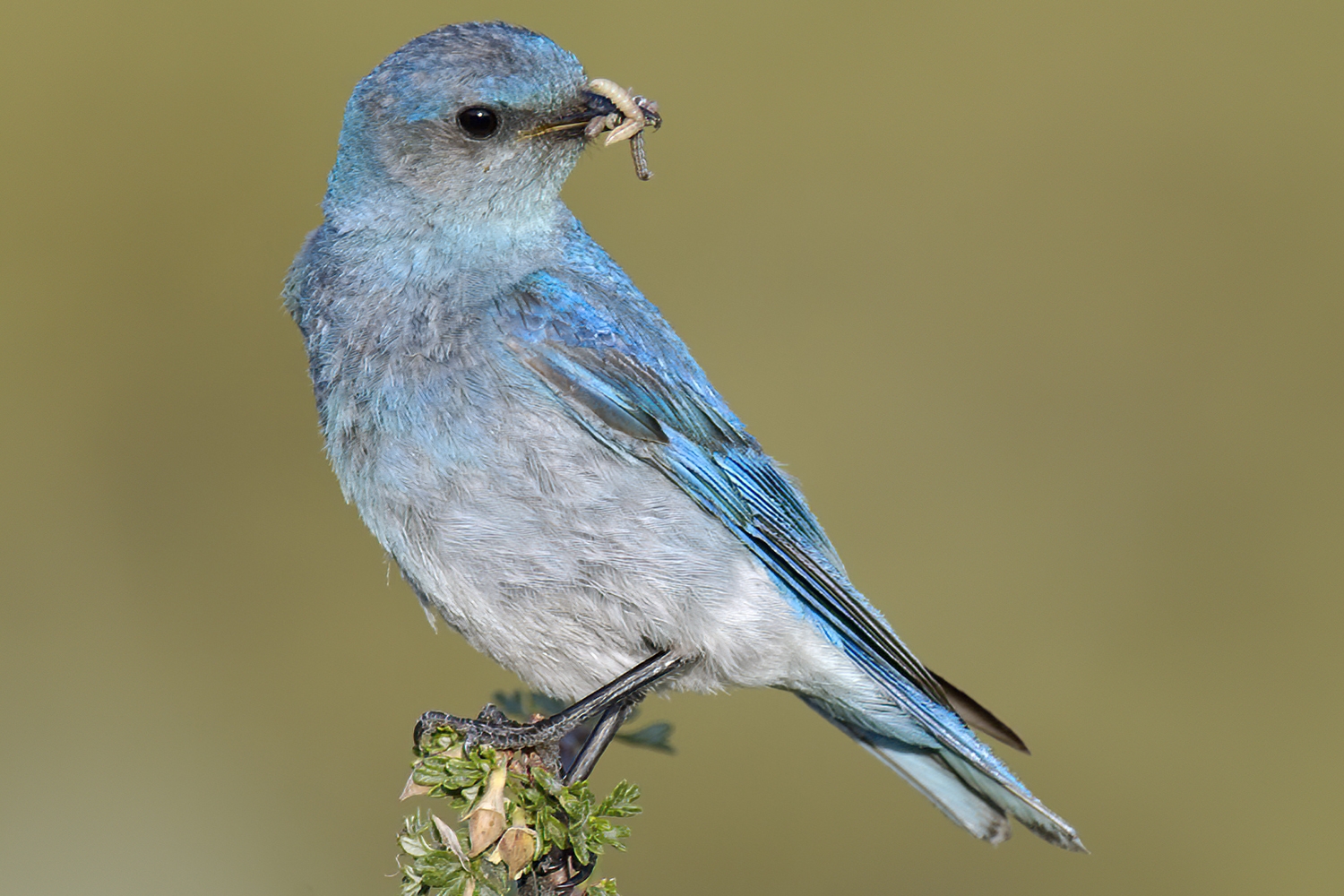 WABMountainBluebird-BT.jpg