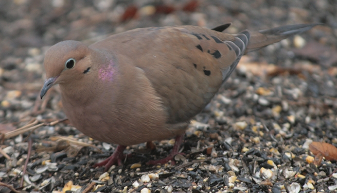mourning dove