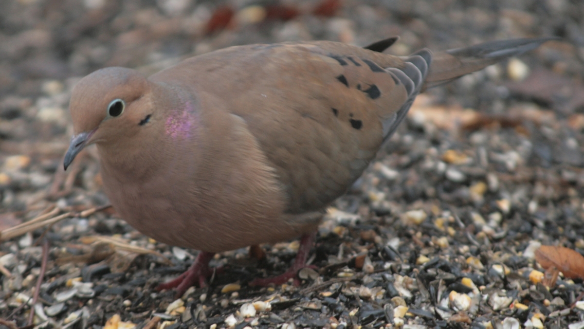 What Species of Bird is a Morning Dove: Discover Its Unique Traits