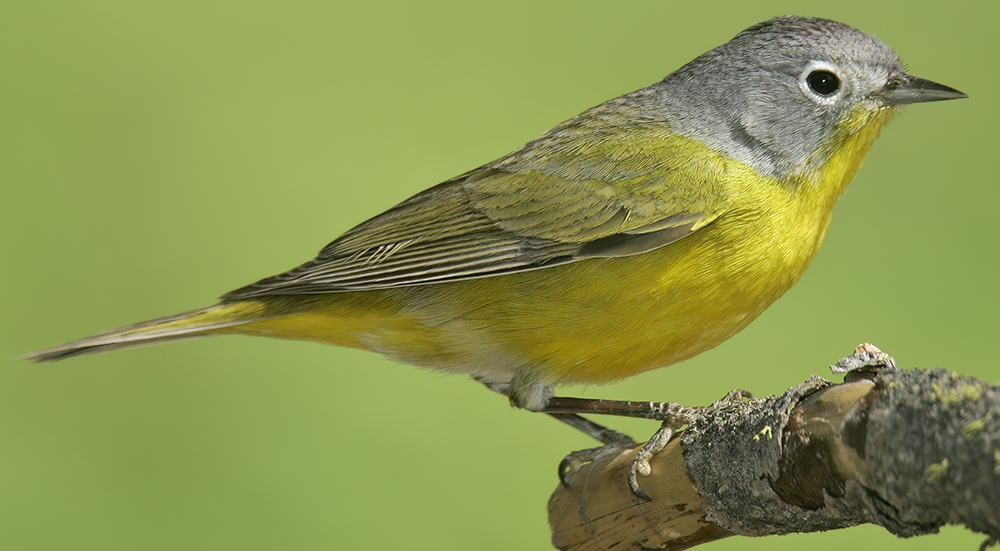 Nashville warbler (Leiothlypis ruficapilla) [female]