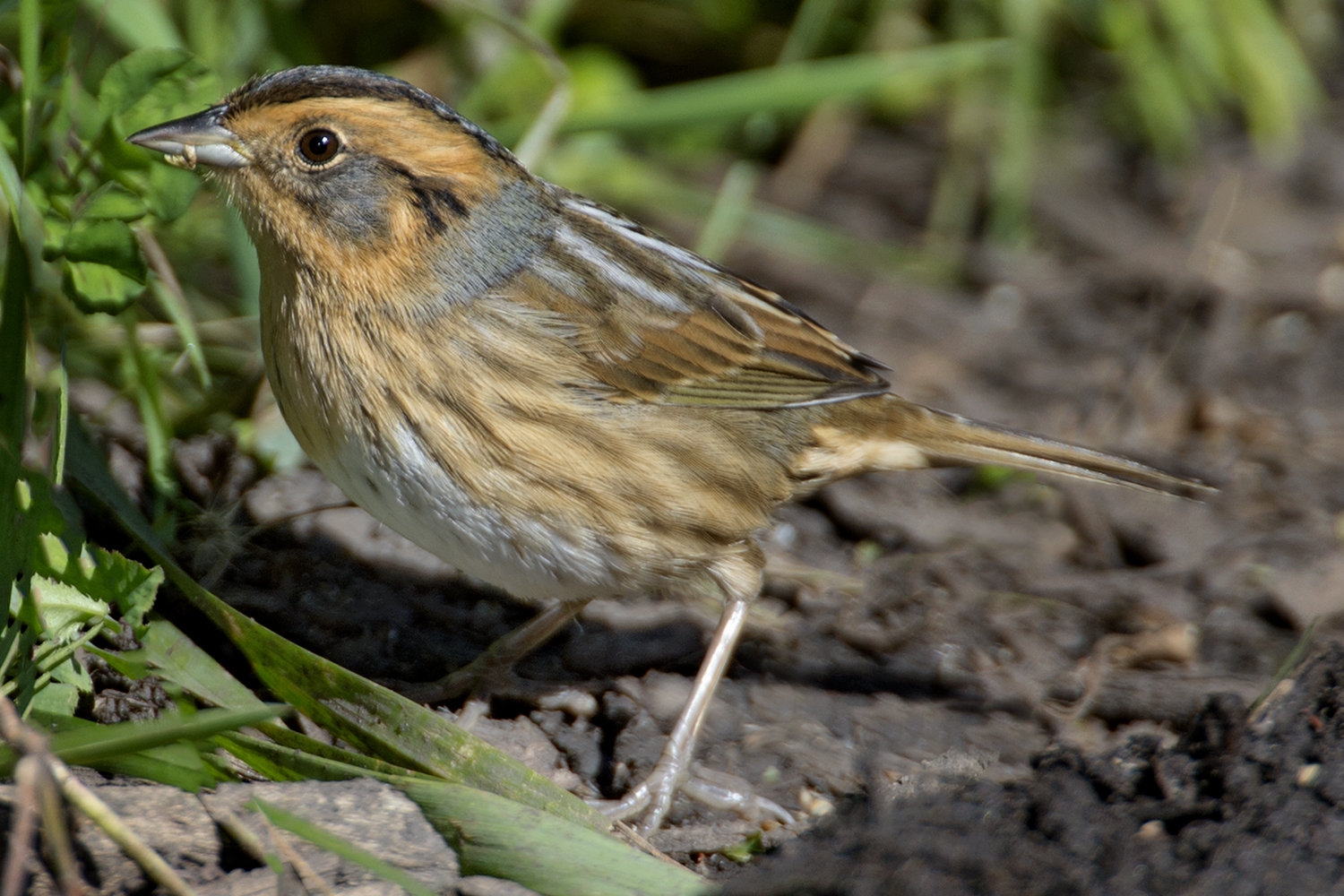 WABNelsonsSparrow-RC.jpg