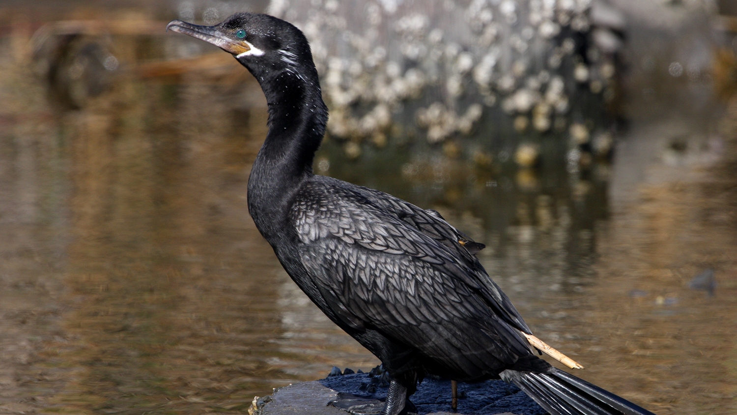 WABNeotropicCormorant-BT.jpg