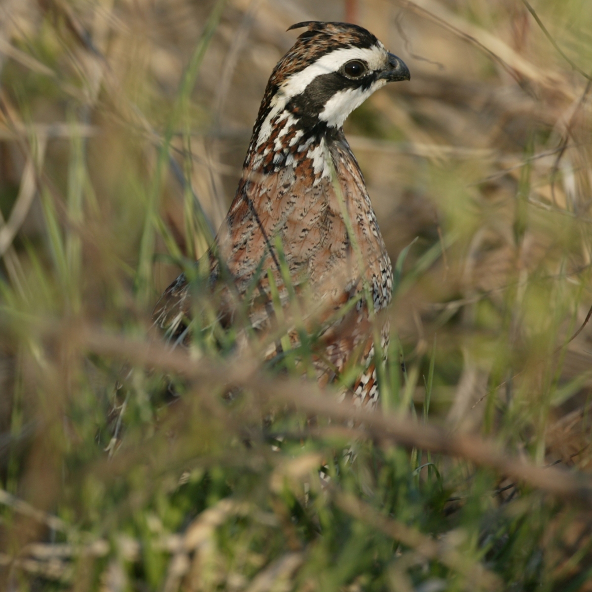 Bobwhite Quail Male Vs Female