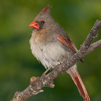 female northern cardinal