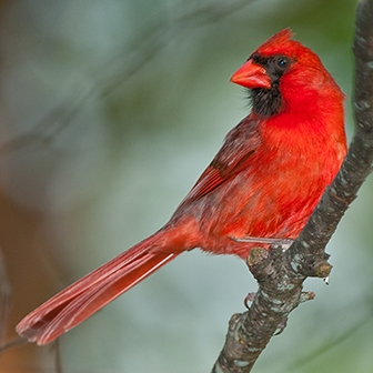 male northern cardinal