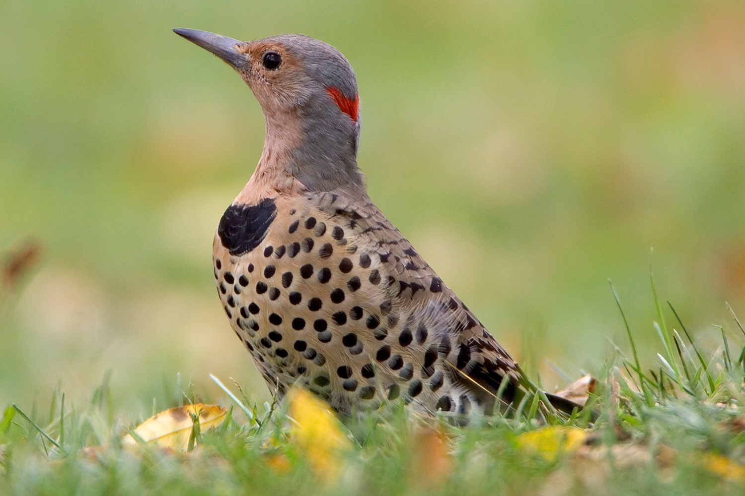 Northern Flicker female, yellow-shafted
