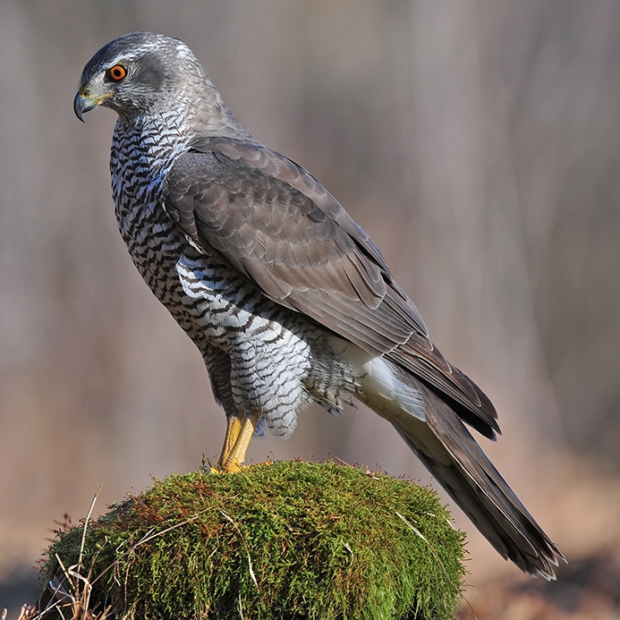 WABNorthernGoshawk-P5.jpeg