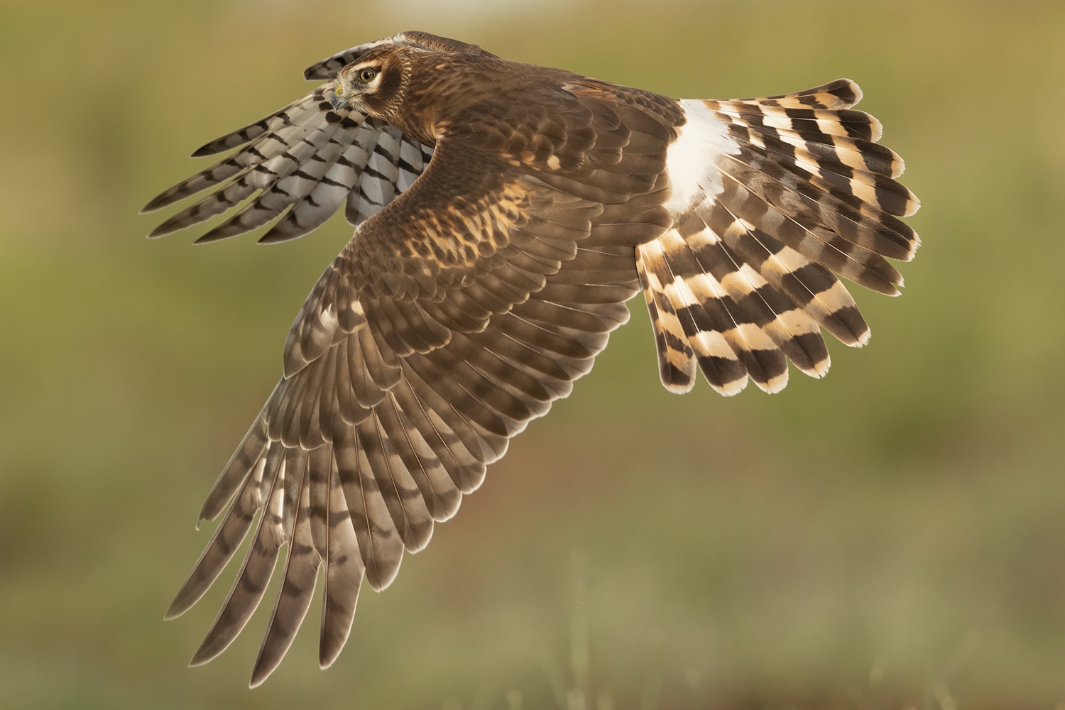 northern harrier Circus hudsonius