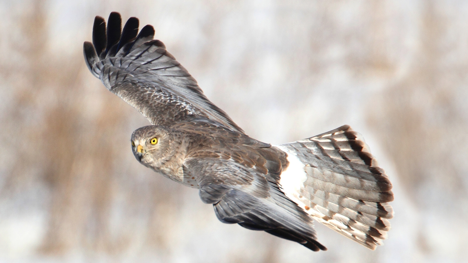 WABNorthernHarrier-P5.jpeg