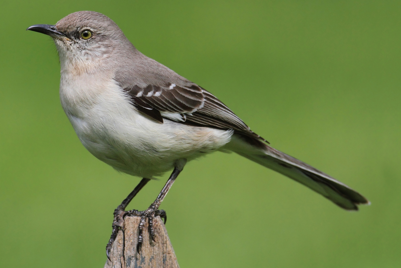 Northern Mockingbird (Mimus polyglottos) on a fence with a green background