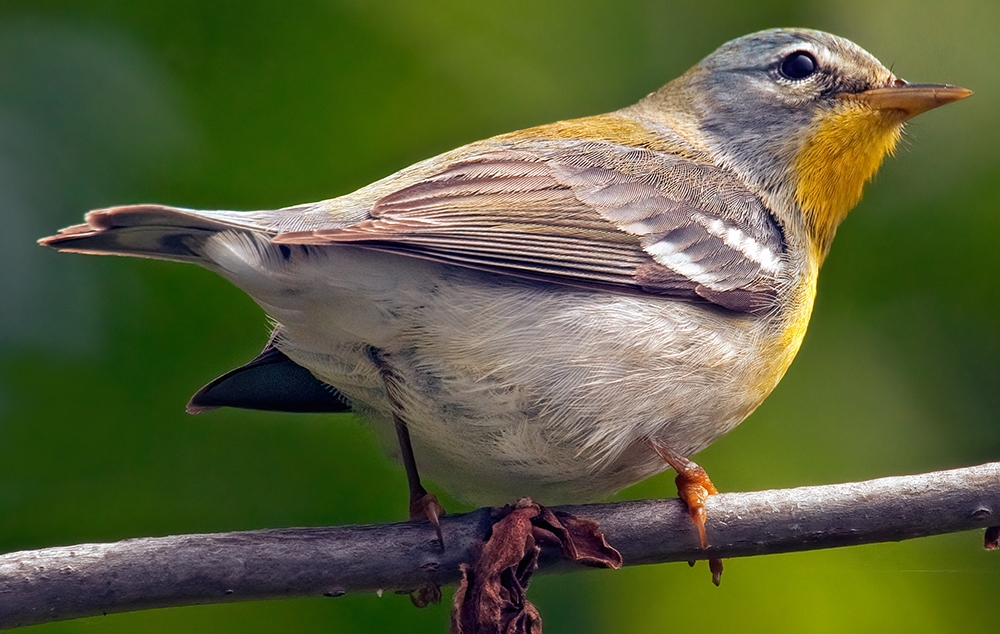 northern parula (Setophaga americana) [female]