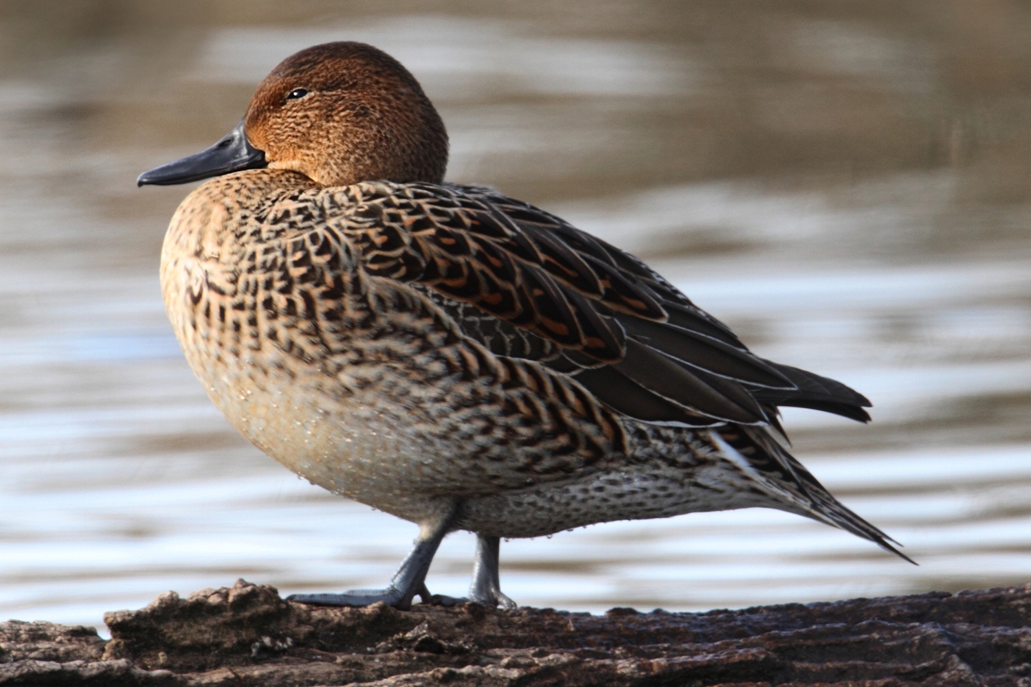 WABNorthernPintailFemale-P5.jpg