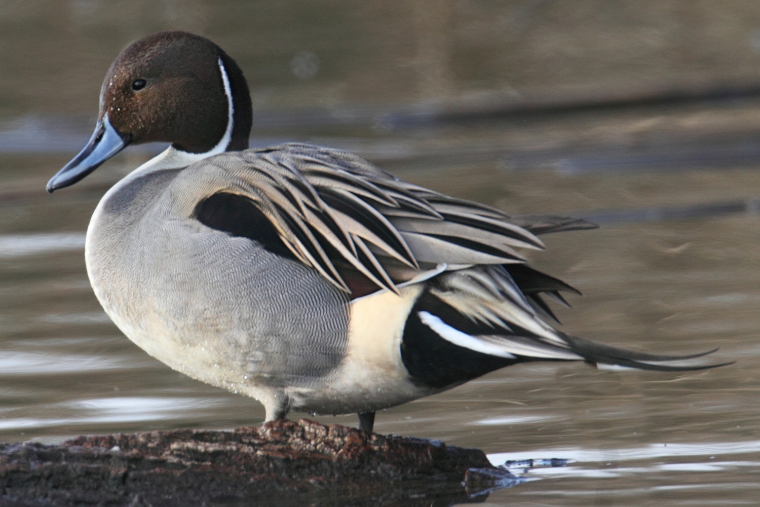 WABNorthernPintailMale-P5.jpg