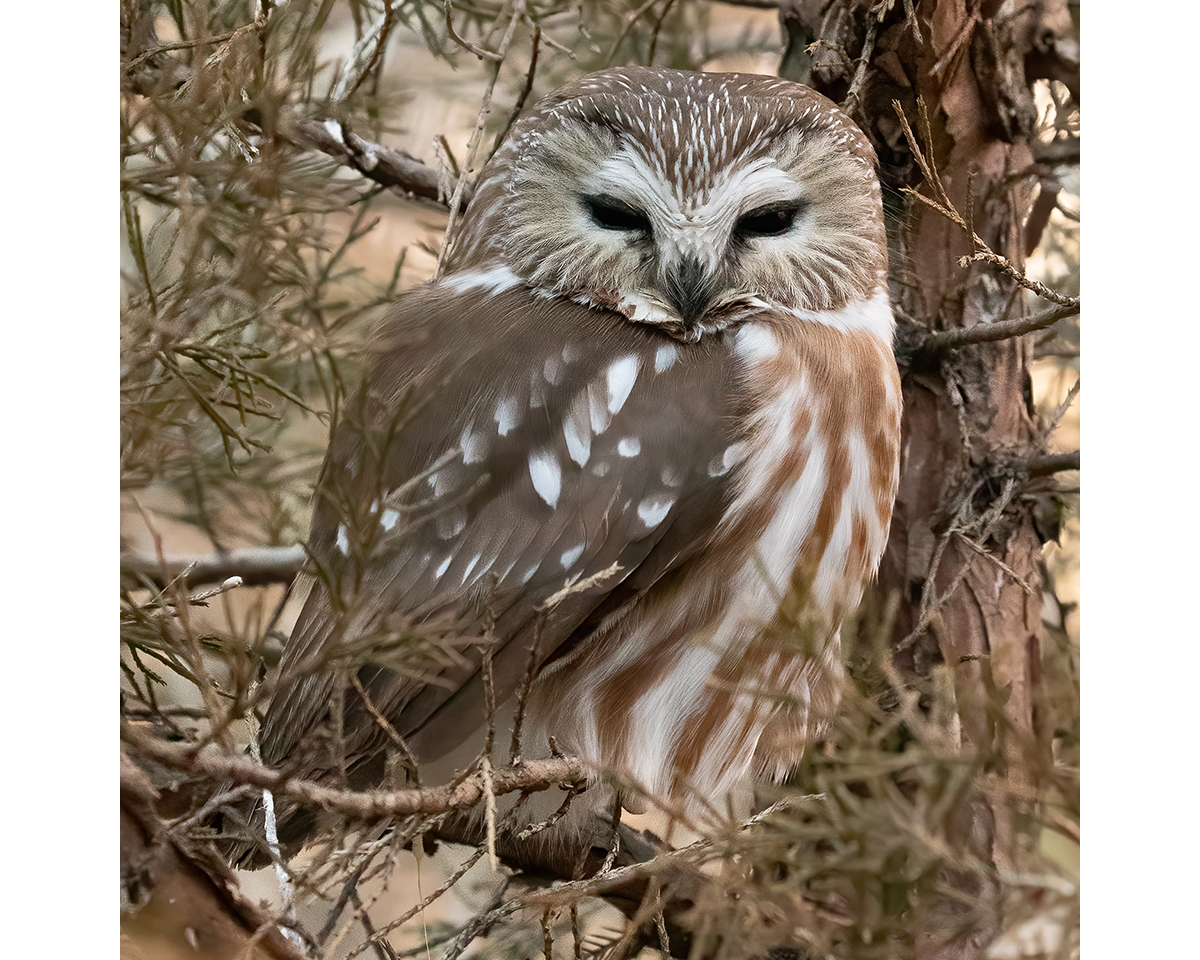 northern saw-whet owl