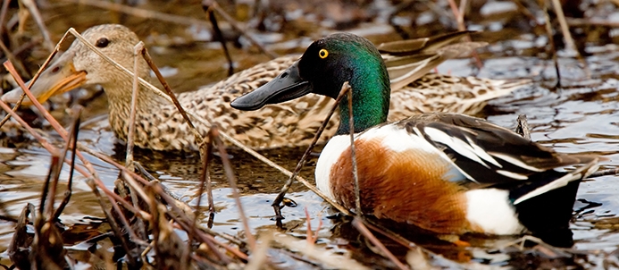 WABNorthernShoveler-P5.jpg