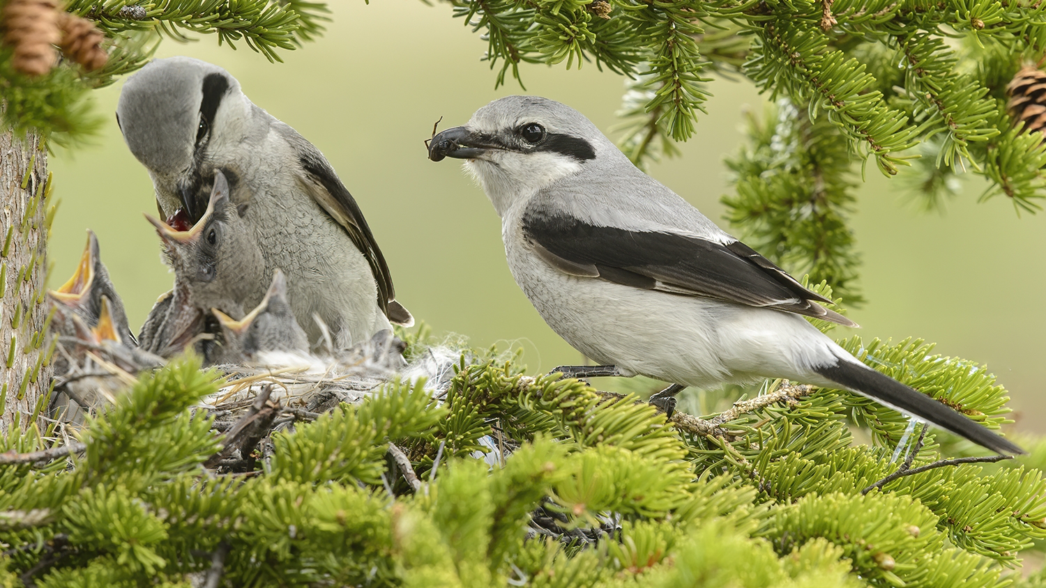 northern shrikes at nest