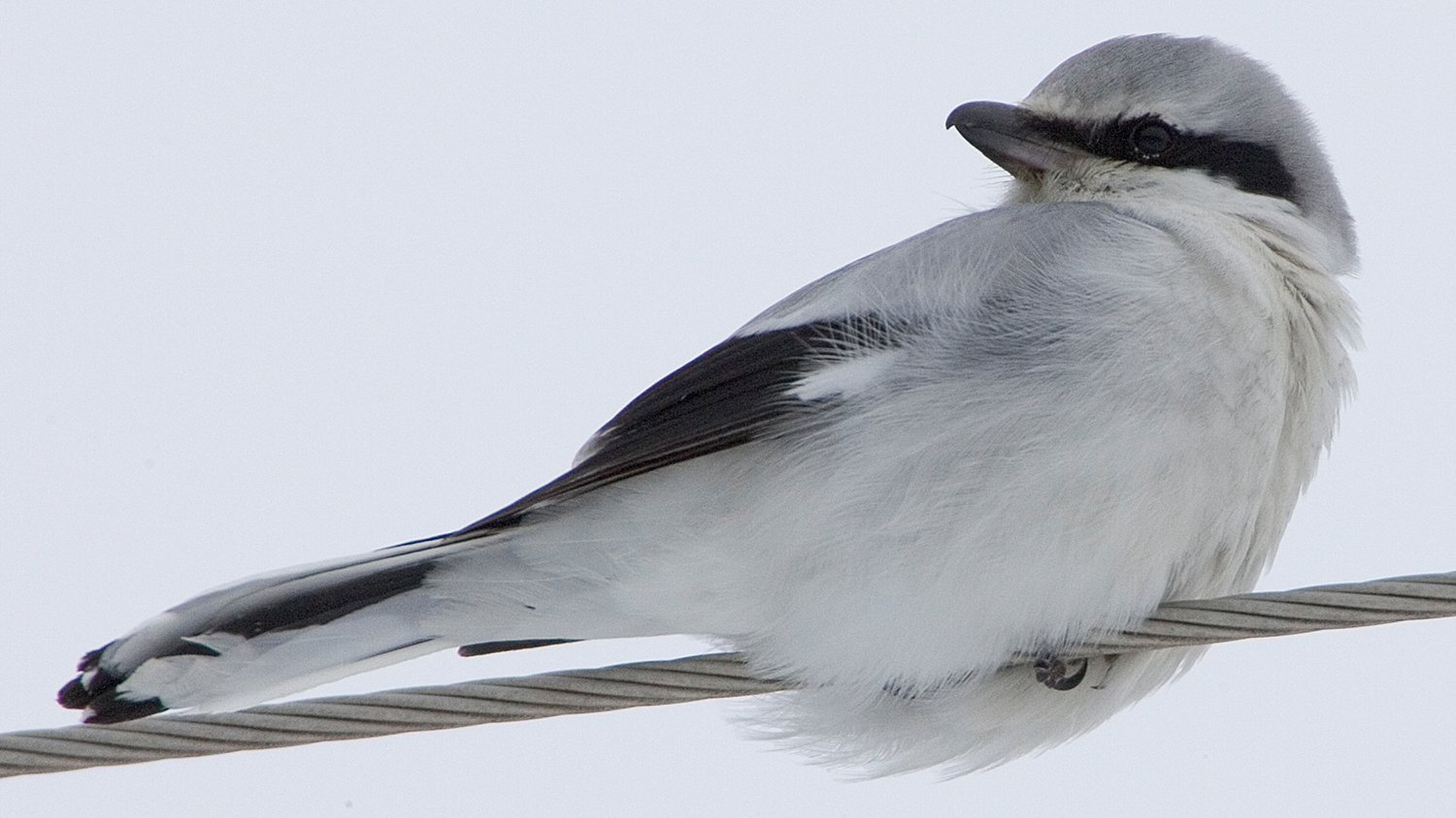 WABNorthernShrike-MKR.jpg