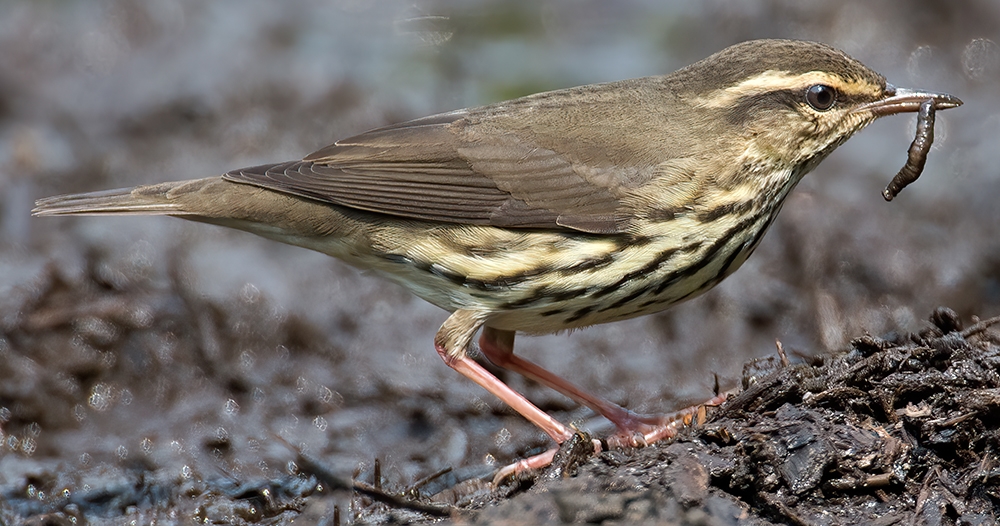 northern waterthrush Parkesia noveboracensis Image © Rob Curtis/The Early Birder