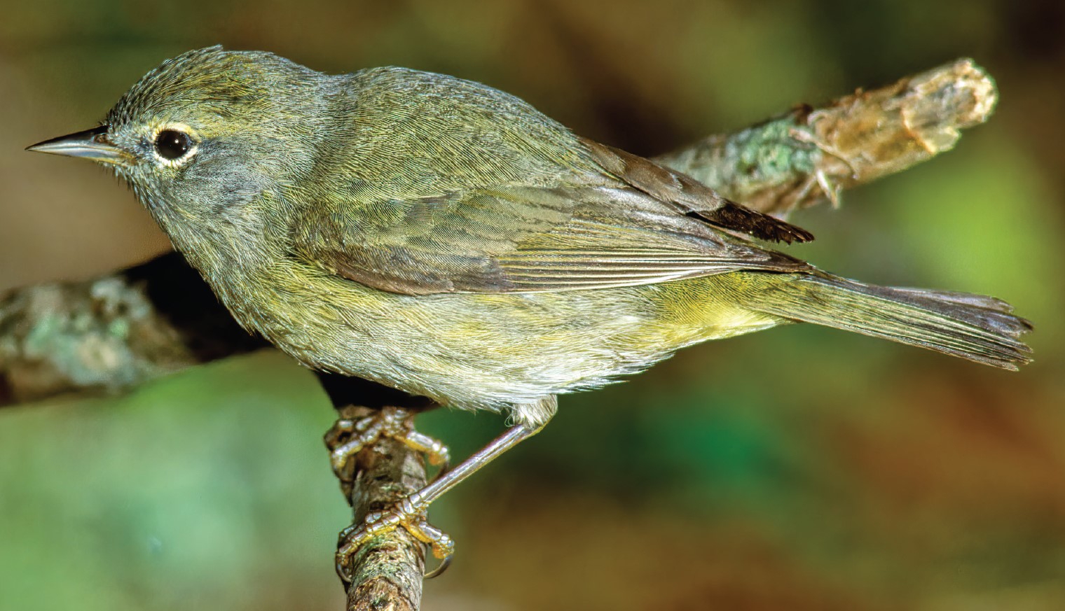 orange-crowned warbler Leiothlypis celata © Rob Curtis/The Early Birder