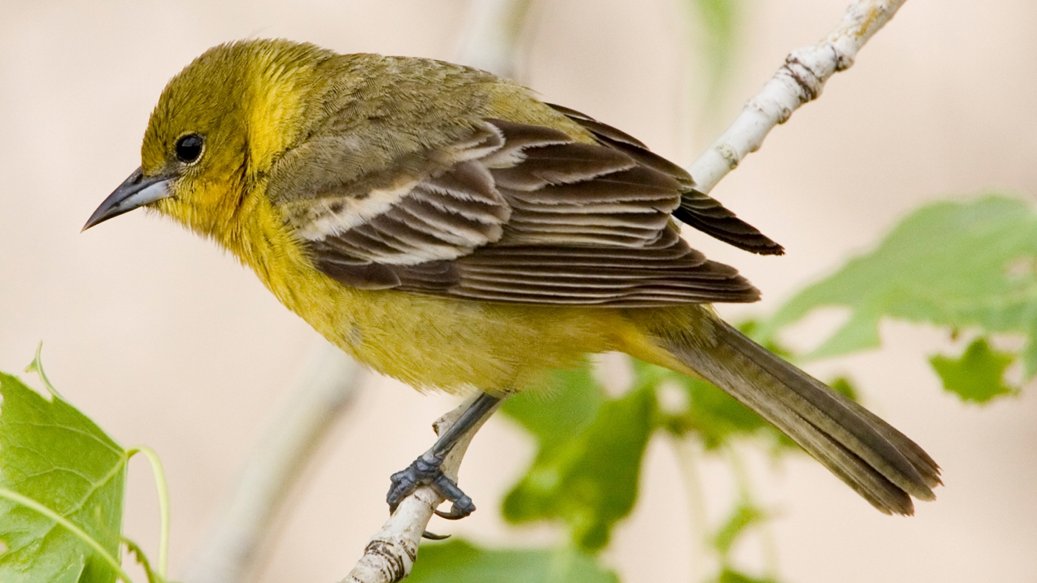 orchard oriole (Icterus spurius) [female] Photos © David W. Brewer