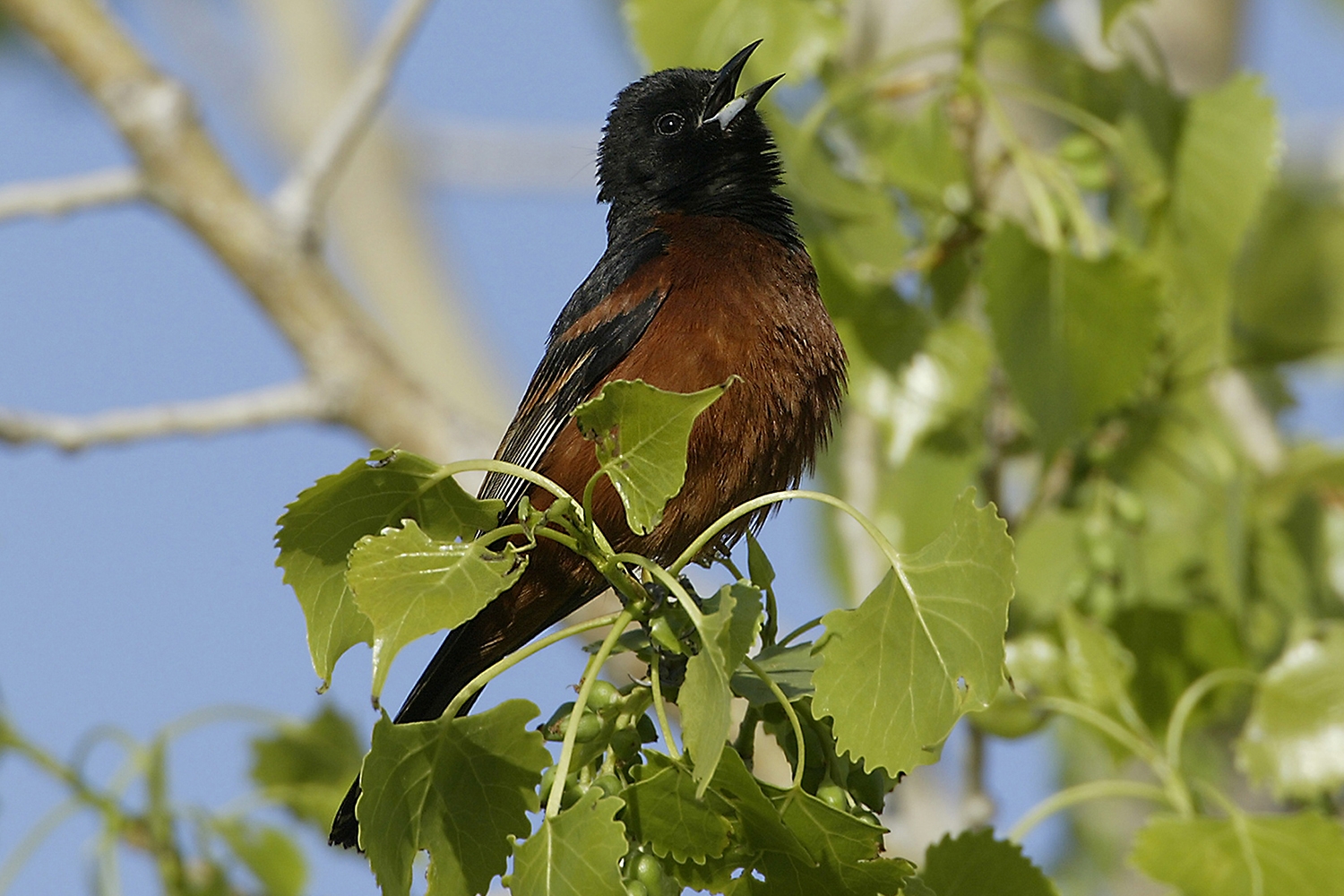 orchard oriole (Icterus spurius) [male] Photos © David W. Brewer