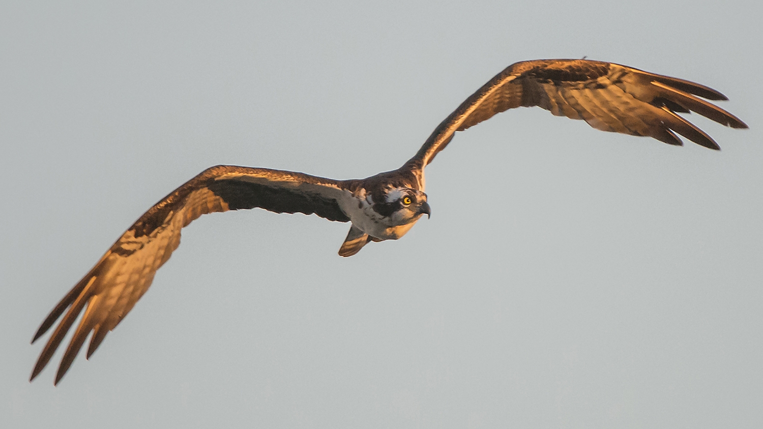 osprey in flight