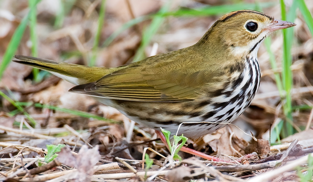 ovenbird Seiurus aurocapilla Image © Rob Curtis/The Early Birder