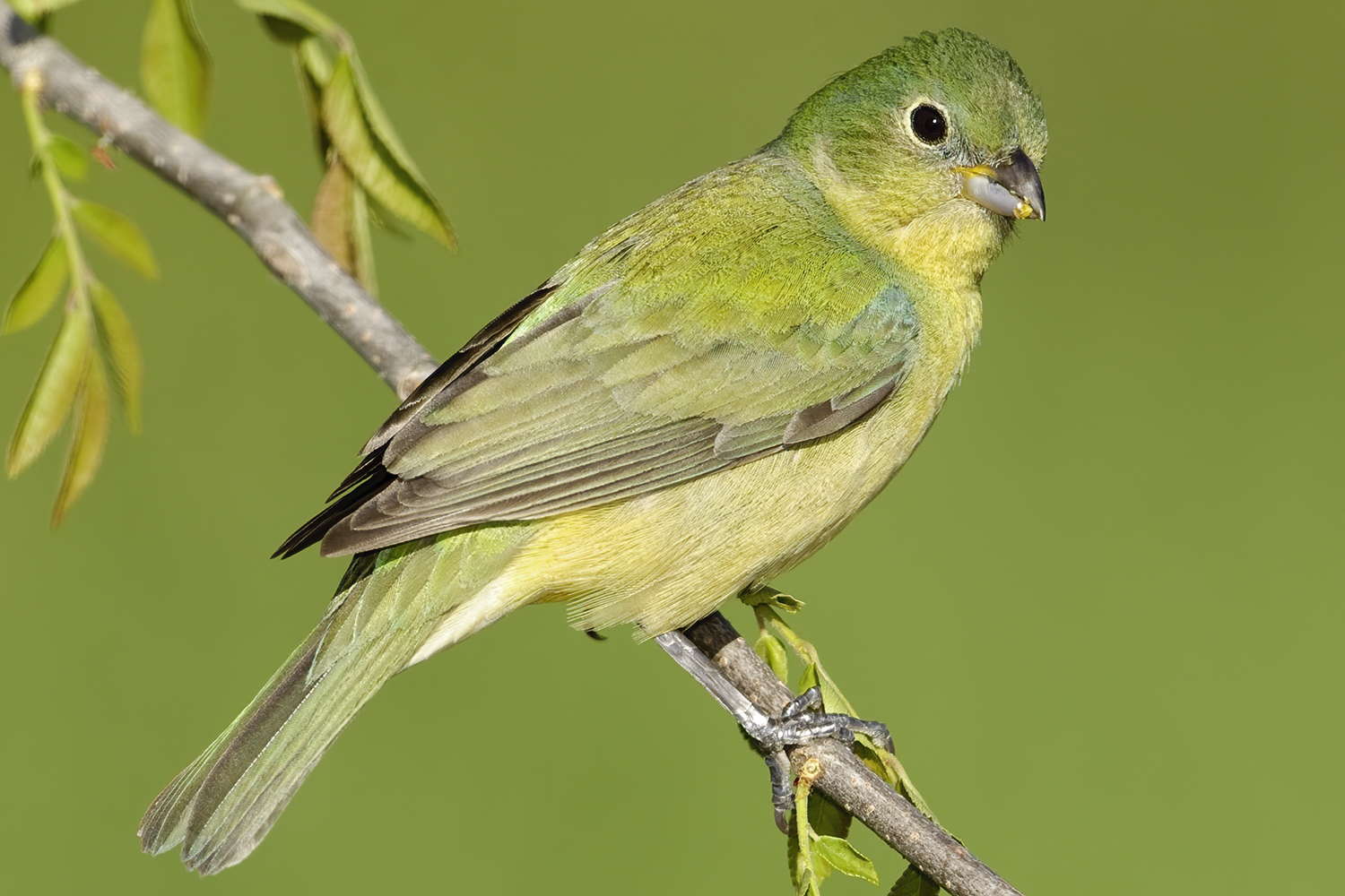 painted bunting (Passerina ciris) [female]