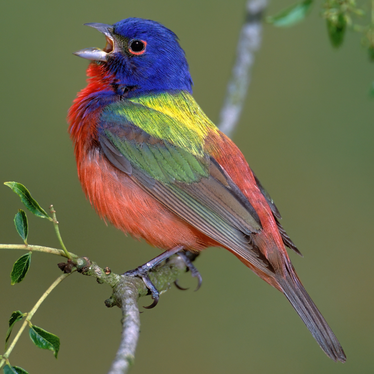 painted bunting