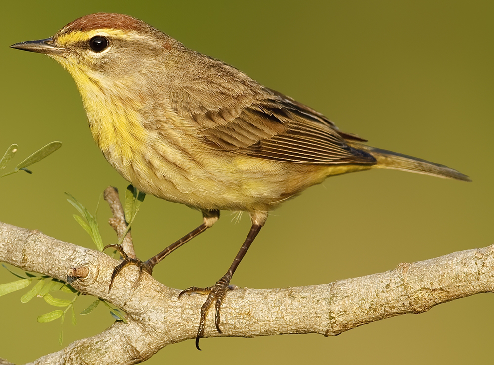 palm warbler (Setophaga palmarum) © Brian Tang