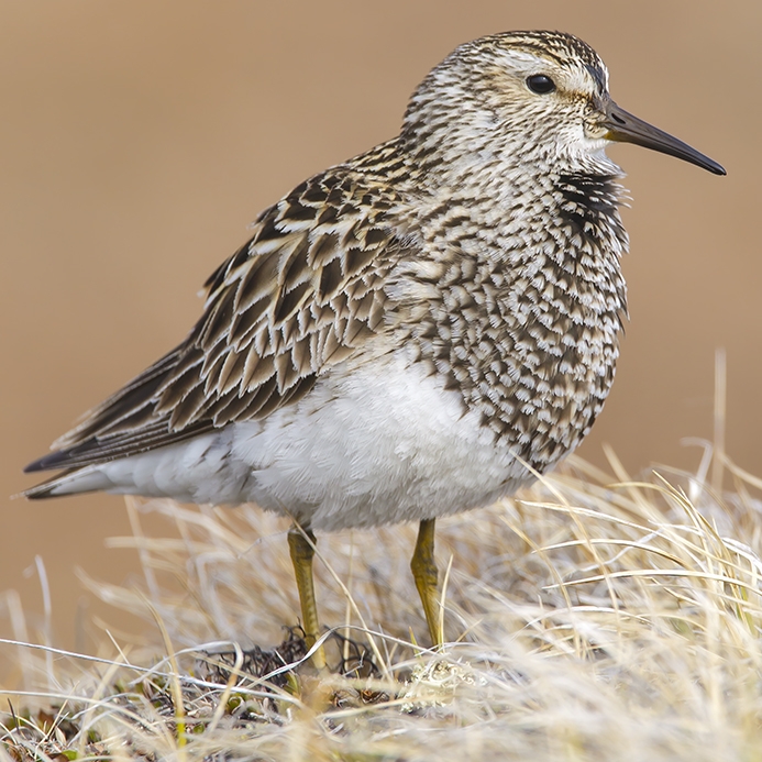 WABPectoralSandpiper-BS.jpg