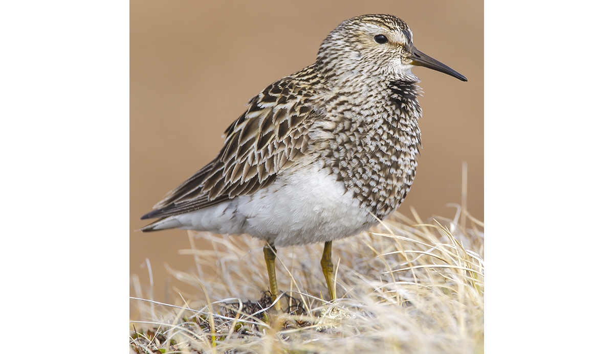 pectoral sandpiper calidris melanotos Pectoral Sandpiper | Stock Image main image 1