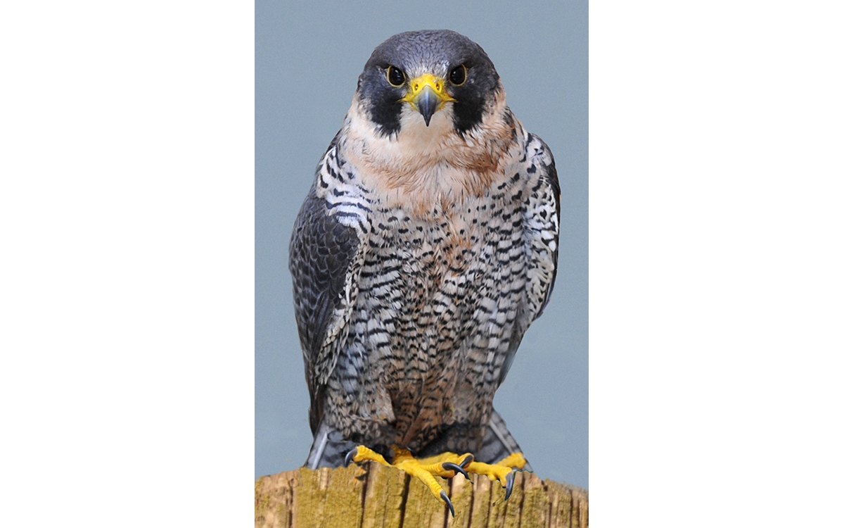 peregrine falcon