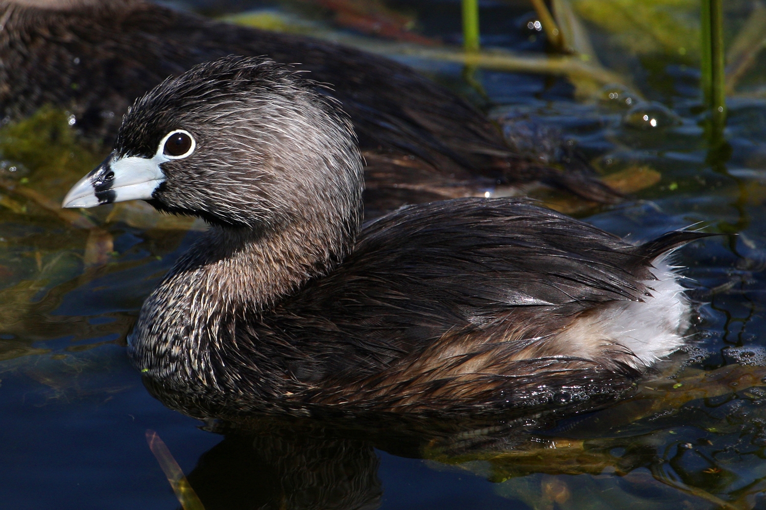 WABPiedbilledGrebe-BT.jpg