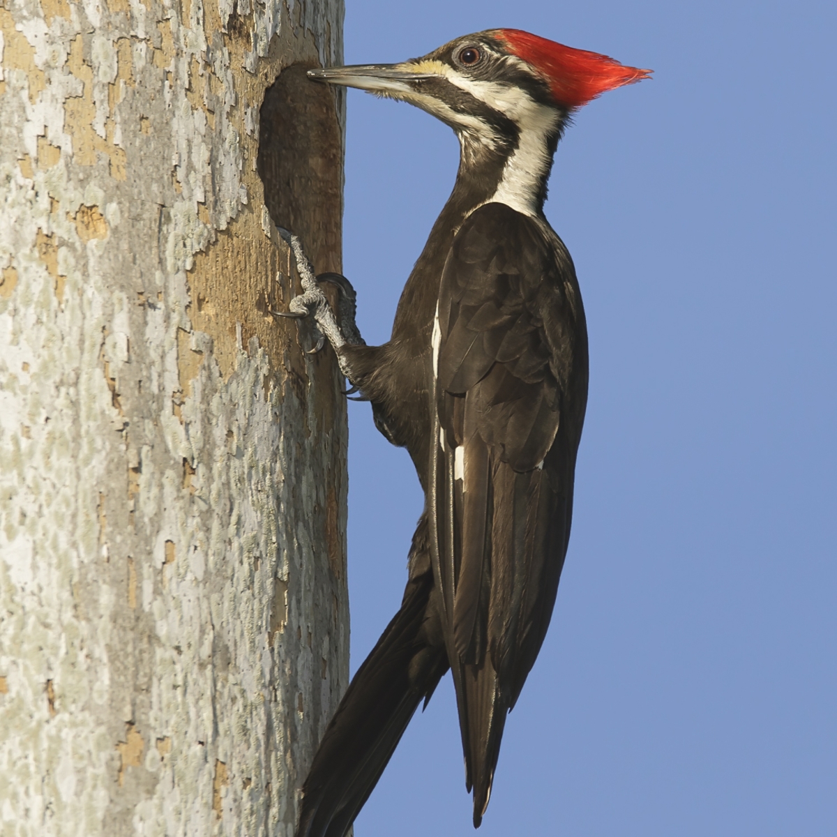 Woodpeckers in Florida 