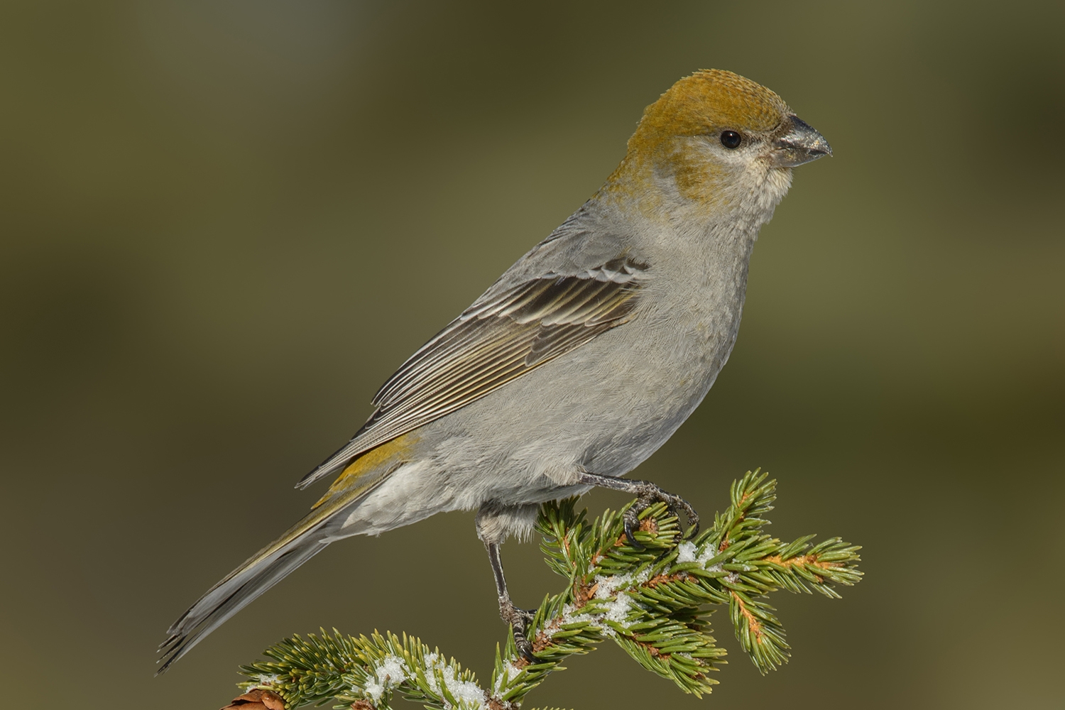 pine grosbeak (Pinicola enucleator) [female]