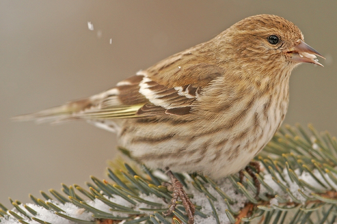 WABPineSiskin-P5.jpeg