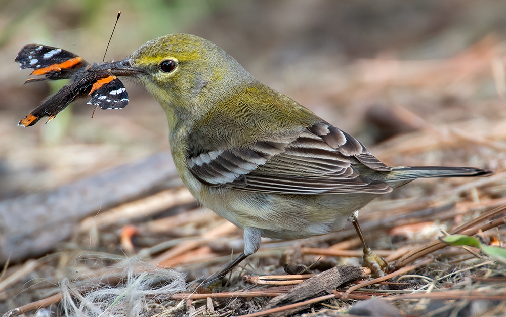 pine warbler (Setophaga pinus) [female]