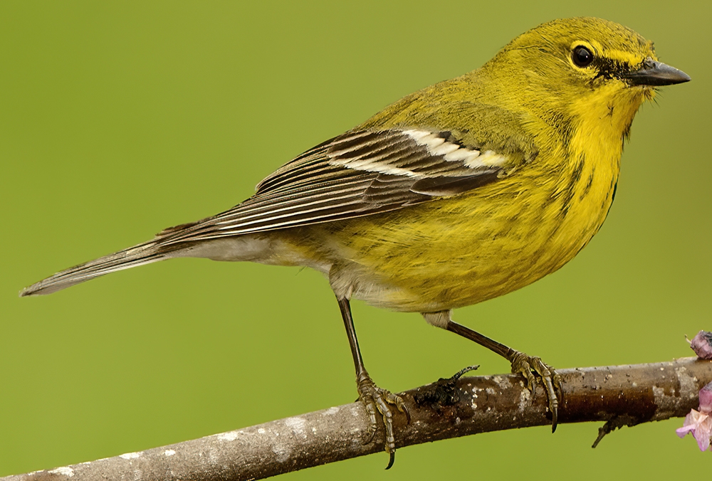 pine warbler (Setophaga pinus) [male] Photo provided by SteveByland/pond5.com