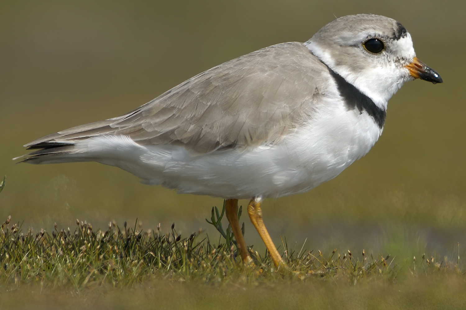 WABPipingPlover-P5.jpeg