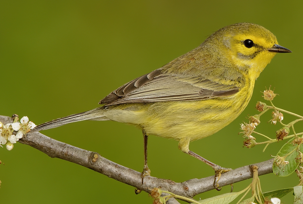 prairie warbler (Setophaga discolor) [female]