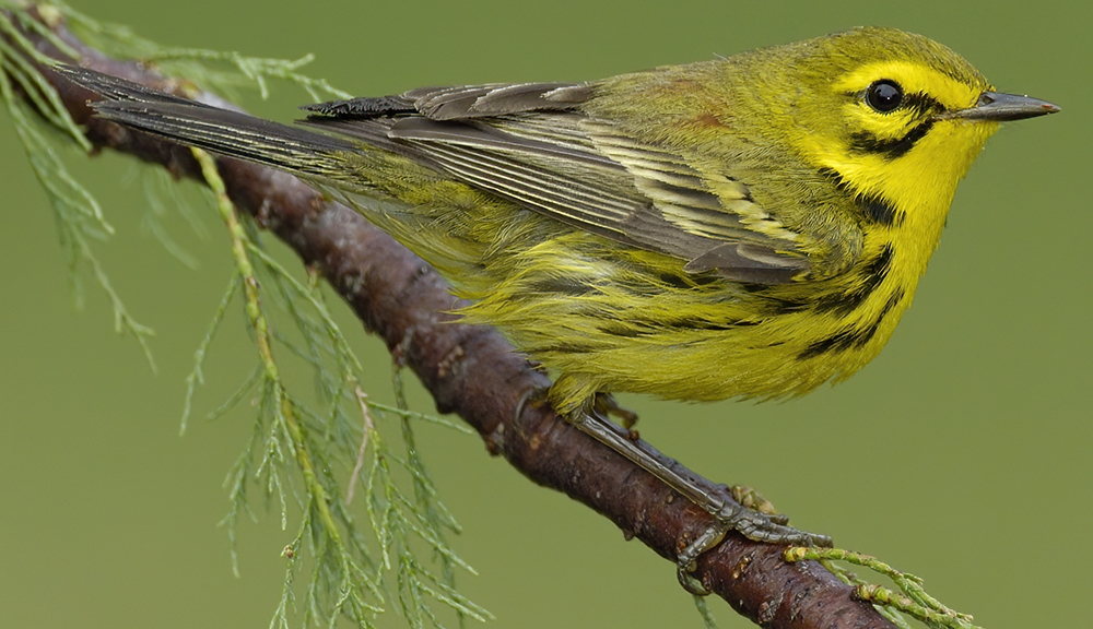 prairie warbler (Setophaga discolor) Photo © Brian Tang