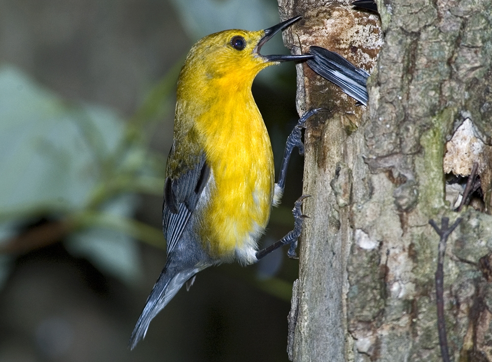 prothonotary warbler (Protonotaria citrea) [female]