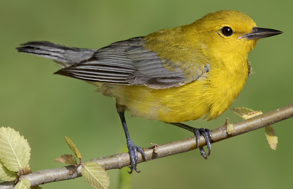 WABProthonotaryWarbler.jpg