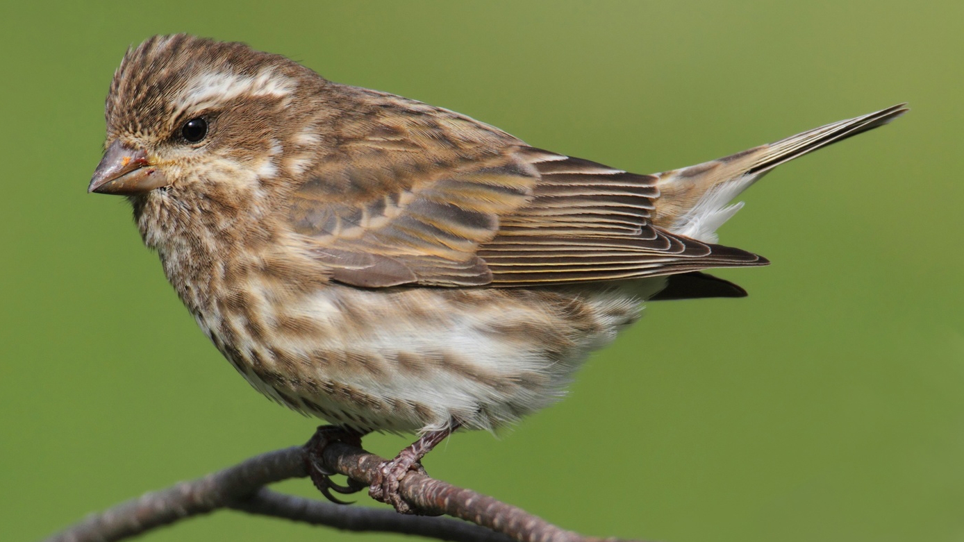 Purple Finch (Carpodacus purpureus) perched with a green background