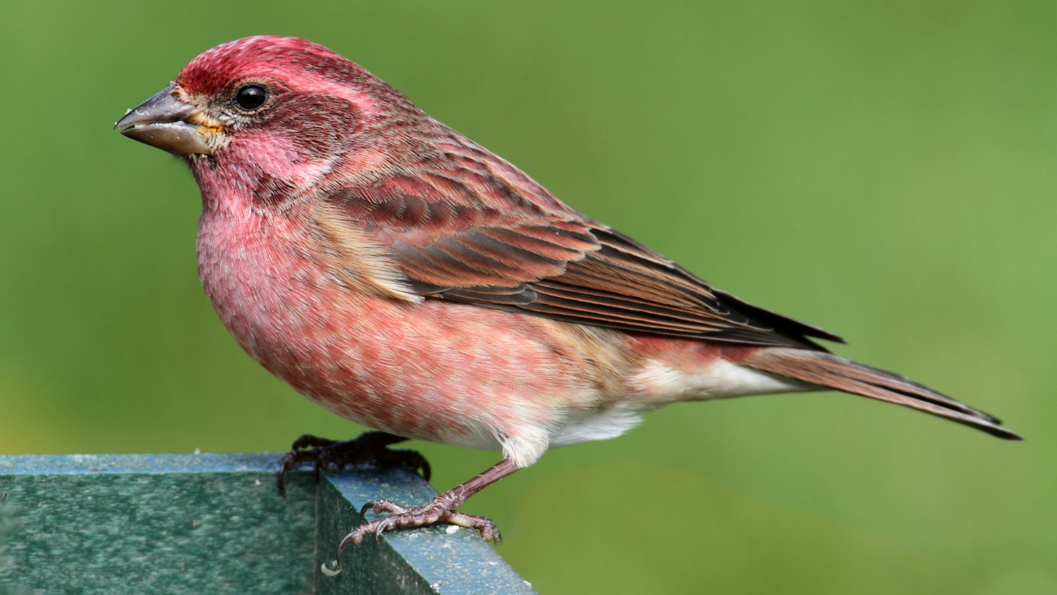 Male Purple Finch (Carpodacus purpureus) perched on a feeder with a green background
