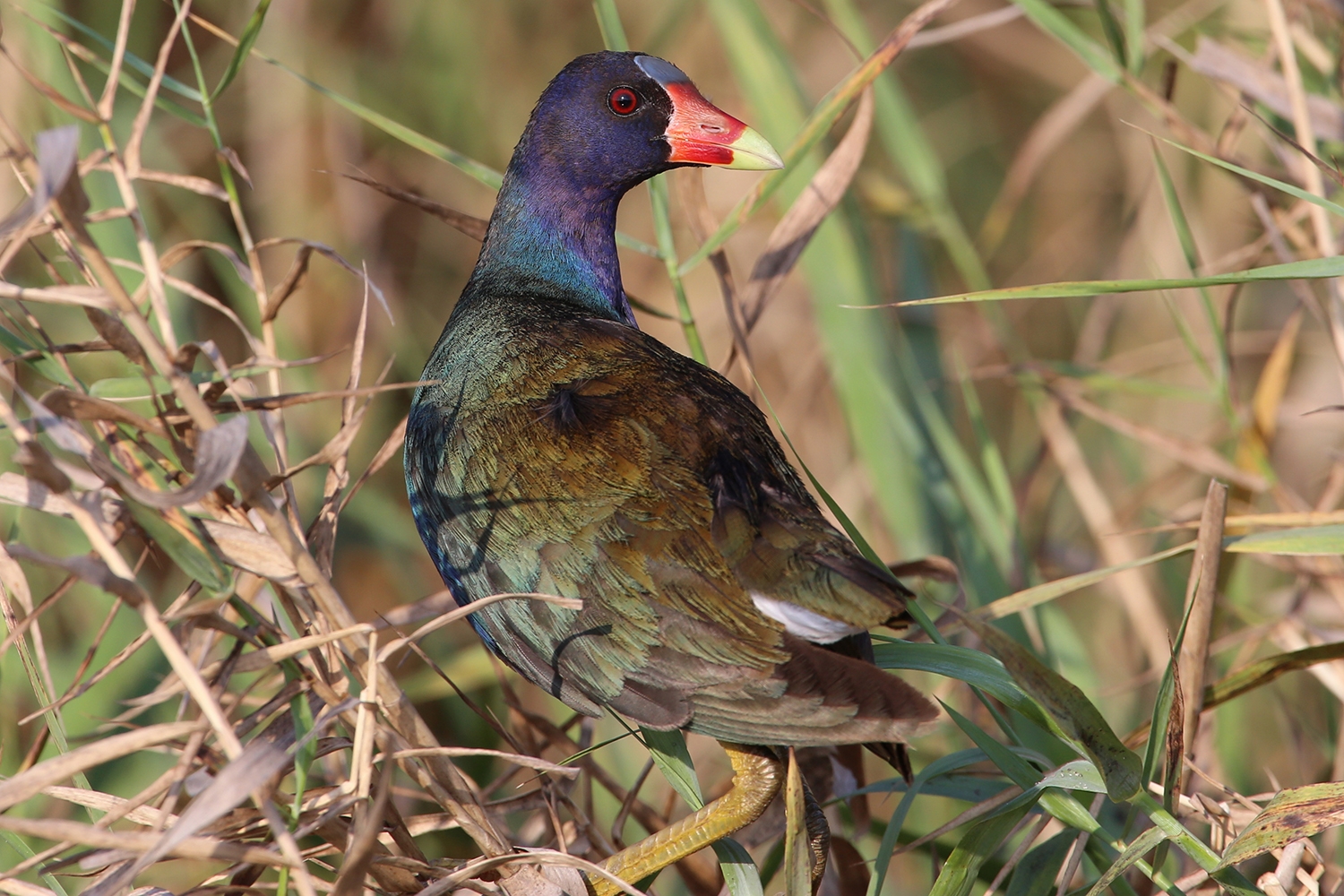 WABPurpleGallinule-BT.jpg