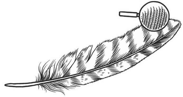 WABRaptorsFeather.JPG