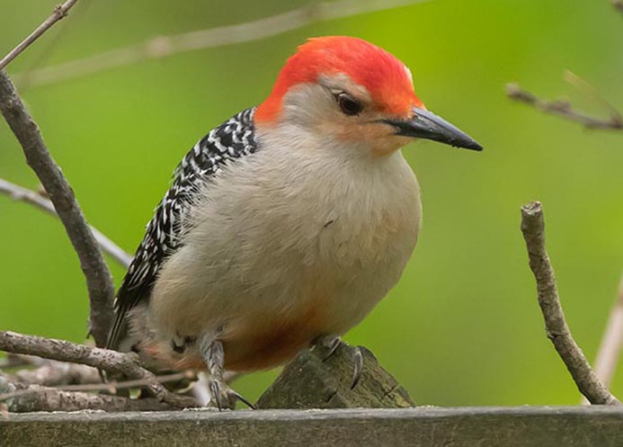 red-bellied woodpecker (Melanerpes carolinus) [male]